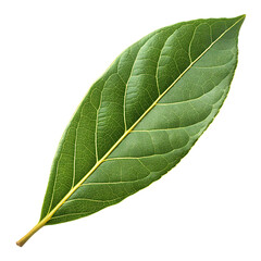 Obraz premium Green leaf macro isolated on black