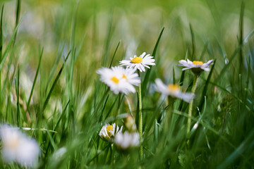 White wild flowers in the green grass.