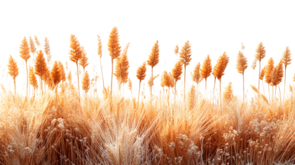 Horizontal wheat ears with sharp detail and natural golden color isolated on white background