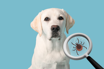 Labrador dog and tick visible through magnifying glass on light blue background. Parasite concept