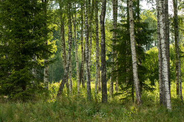 Fototapeta premium Wild forest landscape in summer. A sunny birch grove with a few fir trees. Forest nature background.