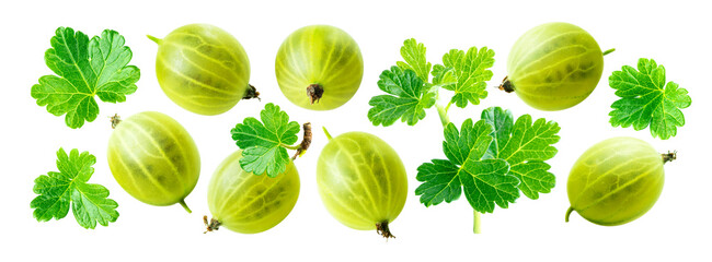 Gooseberry and gooseberry leaf. Set of fresh ripe green gooseberries with leaves isolated on white background. 