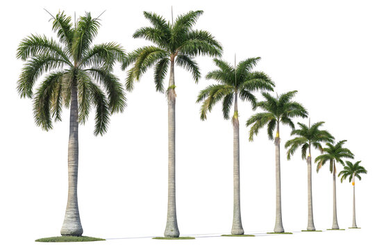 Royal Palm PNG Set  