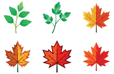 A colorful set of maple leaves, isolated for autumn design
