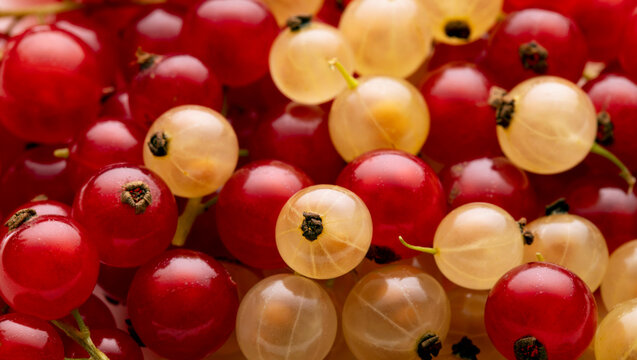 Ripe red and white currant berries background close up. Top view.