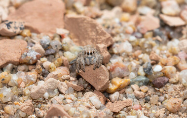 A female paradise jumping spider Habronattus amicus perched on a rock amid grains of sand