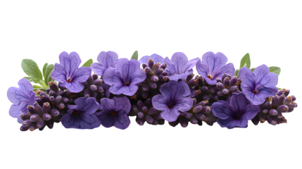 Lavender flowers with green stems, isolated on white background