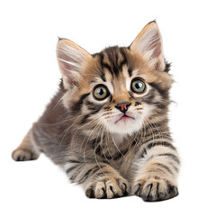 Obraz premium Cute tabby kitten lying down and looking up on a transparent background