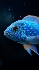 A blue fish with a black background