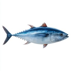 Fototapeta premium A bluefin tuna on a white background