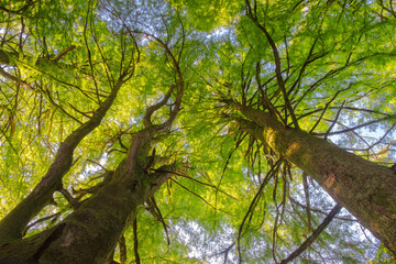 Up from the bottom view of the tops of trees with green foliage, the top of forest trees among which the rays of the sun break through