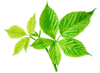 Blackberry leaf. Fresh blackberry sprig with leaves isolated on white background.