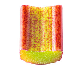 Piece of cut rhubarb stem isolated on white background.