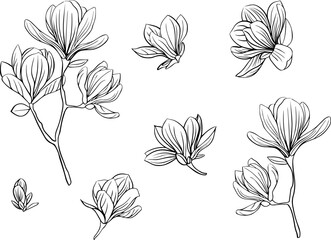Sakura blossom flowers collection in outline japanese style 