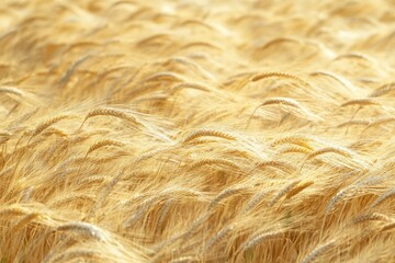Golden barley field shimmering under the sun, ripe for harvest. Abundant crop.