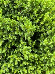 green fern background