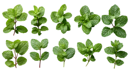 Mint leaves, isolated on white background