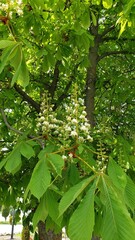 Blooming Horse Chestnut Tree in Spring