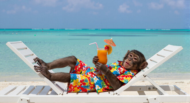 Relaxed monkey enjoying a tropical drink on a beach lounge chair  