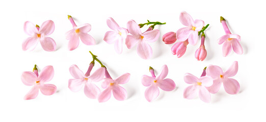 Set of soft pink lilac flower isolated on white background. 