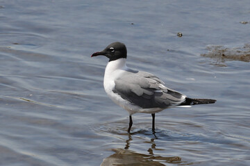 The laughing gull (Leucophaeus atricilla) is a medium-sized gull of North and South America. 