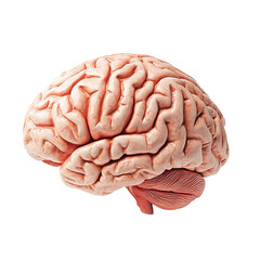 Anatomical Model of a Human Brain Hemisphere on white background