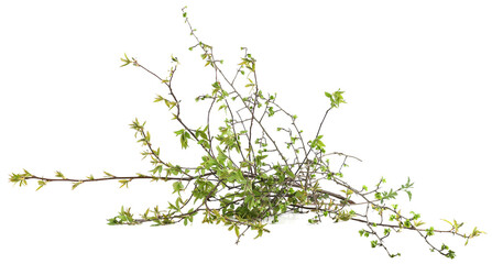Spring green tree branches isolated on white background. Spring branches with young leaves.