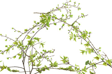 Spring green tree branches isolated on white background. Spring branches with young leaves.