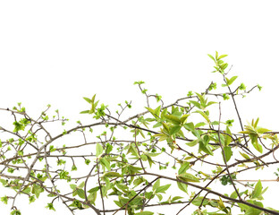 Spring green tree branches isolated on white background. Spring branches with young leaves.
