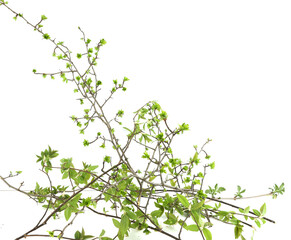 Spring green tree branches isolated on white background. Spring branches with young leaves.