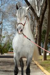 portrait of Andalusian white stallion posing in park at spring sunny day. close up