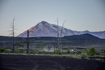 Field of dead trees with a volcano in the background
