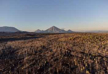Field of dead trees with a volcano in the background