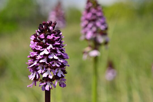 Wild orchids Orchis purpurea in the Muntenia hills, ancient Walachia