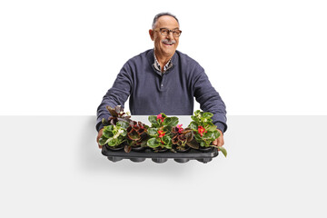 Mature man holding flower pots behind white blank panel and smiling