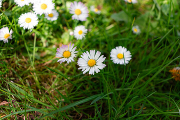 Closeup of beautiful common daisy (Bellis perennis) flowers growing in nature greenery background field © ShakedN