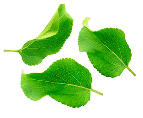 Apple leaf. Set of apple leaves isolated on a white background.