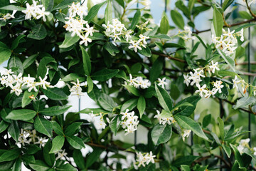 Delicate White Flowers Gracefully Showcased Amidst Lush Green Foliage