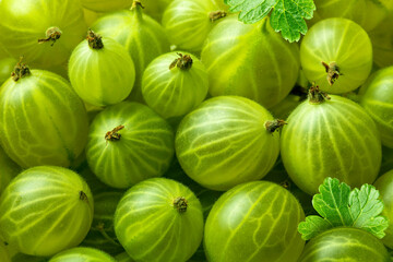 Green ripe gooseberries with leaves as background. Close up top view.
