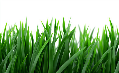 Obraz premium Lush green grass blades isolated on a white background, symbolizing freshness and natural growth. 