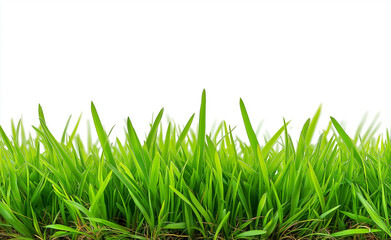 Lush green grass blades isolated on a white background, symbolizing freshness and natural growth.
