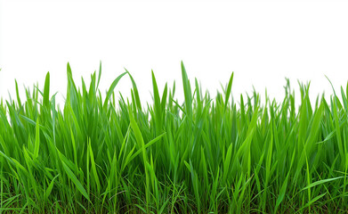 Fototapeta premium Lush green grass blades isolated on a white background, symbolizing freshness and natural growth. 