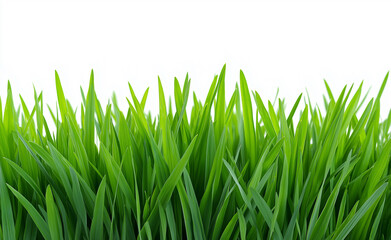 Fototapeta premium Lush green grass blades isolated on a white background, symbolizing freshness and natural growth. 