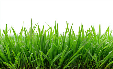 Obraz premium Lush green grass blades isolated on a white background, symbolizing freshness and natural growth. 