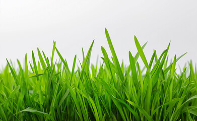 Obraz premium Lush green grass blades isolated on a white background, symbolizing freshness and natural growth. 