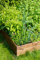 Organic home garden in a wooden box with herbs, chives, basil, oregano and mint