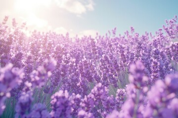 Obraz premium Sunlit lavender field, vibrant purple flowers blooming under a bright sky.
