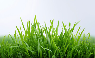 Fototapeta premium Lush green grass blades isolated on a white background, symbolizing freshness and natural growth. 