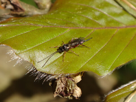 Small, female parasitoid wasp (Ichneumonoidea Sp.) sitting on a fresh beech leaf