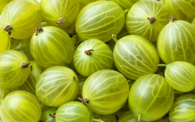 Green ripe gooseberries background close up.